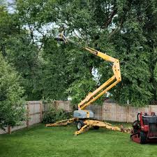 Professional Tree Removal in Voorheesville, NY