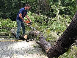 How Our Tree Care Process Works  in  Voorheesville, NY