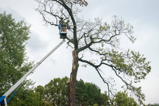 Best Palm Tree Trimming  in Voorheesville, NY