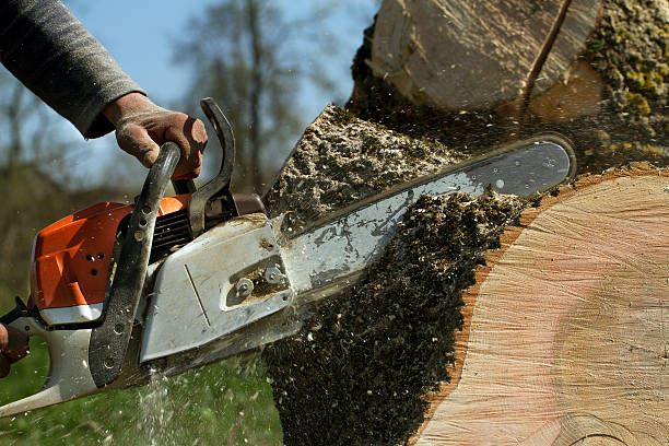 Trusted Voorheesville, NY Tree Removal Experts
